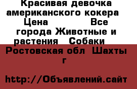 Красивая девочка американского кокера › Цена ­ 35 000 - Все города Животные и растения » Собаки   . Ростовская обл.,Шахты г.